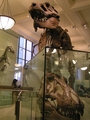 Tyrannosaurus &hellip;