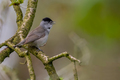 Sylvia atricap&hellip;