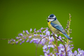 Cyanistes caer&hellip;