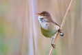 Acrocephalus s&hellip;