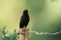 Kos - Turdus m&hellip;