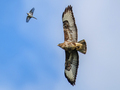 Škanjac (Buteo&hellip;