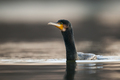 Kormoran - Pha&hellip;