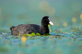 Liska - Fulica&hellip;
