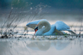Labud - Cygnus&hellip;
