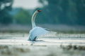 Labud - Cygnus&hellip;