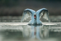 Labud - Cygnus&hellip;
