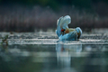 Labud - Cygnus&hellip;