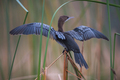 Mali vranac - &hellip;