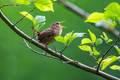 Troglodytes tr&hellip;