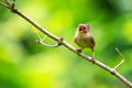 Troglodytes tr&hellip;