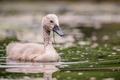 Cygnus olor - &hellip;