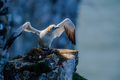 Morus Bassanus&hellip;
