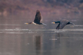 Kormoran - Pha&hellip;