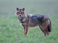 Čagalj - Canis&hellip;