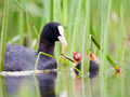 Liska - Fulica&hellip;