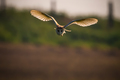 Tyto alba - Ba&hellip;
