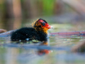 Liska - Fulica&hellip;