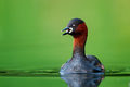 Mali gnjurac -&hellip;