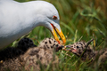 Larus marinus &hellip;