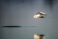 Larus ridibund&hellip;