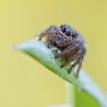 kropani