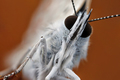 Butterfly has &hellip;
