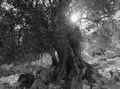 Olive contrali&hellip;