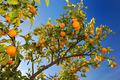 Mandarina od 4&hellip;