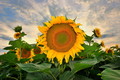 Sunce iza sunc&hellip;