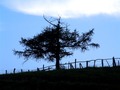 crno bijelo pl&hellip;