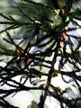 Nježne prolazn&hellip;