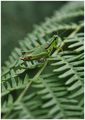 green, green g&hellip;