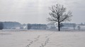 snježna poljan&hellip;