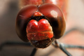 Portrait of a &hellip;