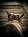 Hunter killer &hellip;
