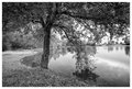 under shade of&hellip;