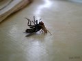 Murder