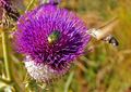 Osjak, Cirsium&hellip;