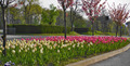 Gredica tulipa&hellip;
