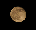 majmun