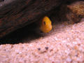 Labidochromis &hellip;