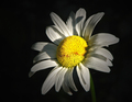 sunce mi miluj&hellip;