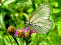 madama butterf&hellip;