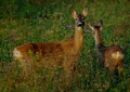 Bamby i mama n&hellip;
