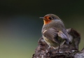 Erithacus Rube&hellip;