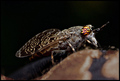 Haematopota pl&hellip;