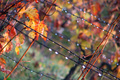 jesen u vinogr&hellip;