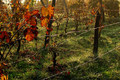 jesen u vinogr&hellip;