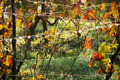 jesen u vinogr&hellip;